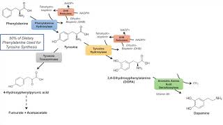 Catecholamine Biosynthesis Pathway [upl. by Cerelia]