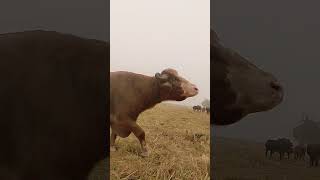 Nili ravi da bura bull kida lagea [upl. by Nehte]