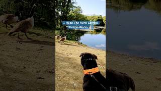 Banned Muzzled Vicious Fighting Dog Terrorises Geese dog pets dogfight americanbully xlbully [upl. by Glendon722]