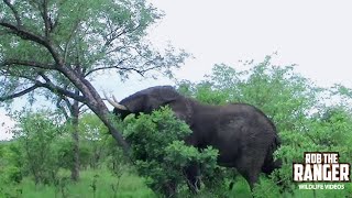 Watch In Awe As An African Elephant Topples A Tree With Incredible Strength [upl. by Honorine]