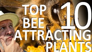 Top Ten Flowering Garden Plants to Attract Bees [upl. by Savage288]