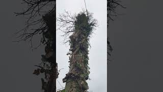 Arbre enroulé sur un poteau électrique [upl. by Harley]