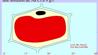 Echange cellulaire deau notion de plasmolyse et de turgescence cellulaire07520829 [upl. by Sivlek]