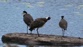 Masked Lapwing 23 [upl. by Philipson723]