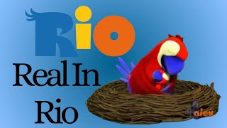 Paw Patrol  Real In Rio  Rio [upl. by Andrien703]