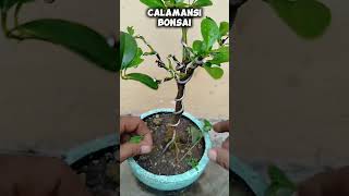 CALAMANSI TREE bonsai calamansilovers gardening plantslover plantita plantito [upl. by Mela989]