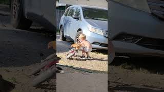 Toddler Takes Chicken on Ride on His Bike  1425401 [upl. by Johnny]