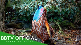 Most Beautiful Birds In The World  Part 1  BBTV Official  Wildlife Documentary [upl. by Malinin]