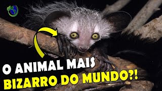 O ANIMAL MAIS ESTRANHO DE MADAGASCAR DESCUBRA O MAMÍFERO AYE AYE [upl. by Nolubez]