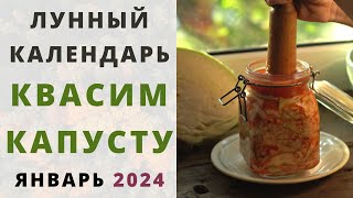 КВАШЕНАЯ КАПУСТА когда квасить капусту по лунному календарю БЛАГОПРИЯТНЫЕ ДНИ засолки ЯНВАРЬ 2024 [upl. by Elyse]