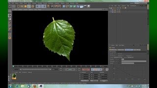 Cinema 4D Create a leaf fast and easy [upl. by Nonahs]