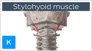 Stylohyoid Muscle  Attachments amp Function  Human Anatomy  Kenhub [upl. by Aipmylo899]