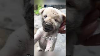 Anak anjing yang malang 🐕 [upl. by Bradan]