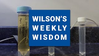 Creating Calibration Curve Dilutions  Wilsons Weekly Wisdom [upl. by Bysshe]