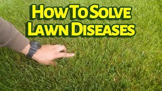 Do You Know What Fungicide Controls Lawn Diseases Like Brown Patch [upl. by Alvy893]