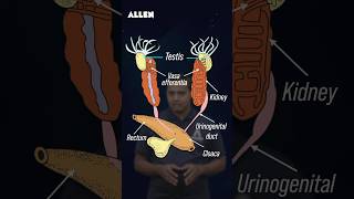 Male Reproductive System of Frog – Drop Your Answer in the Comments shorts [upl. by Atiner769]