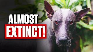 5 Dogs Rarer Than Diamonds – You Won’t Believe They Exist [upl. by Airbas]