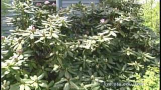 3 Minute Gardener  Rhododendrons [upl. by Guenevere61]