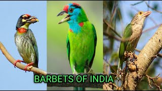 Barbets Of India  बारबेट  Birds of India  Fruit Birds [upl. by Aiem]