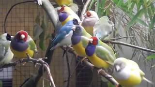 Gouldamadinen auf der Jubiläumsvogelschau in Bad Salzuflen [upl. by Ardnahcal]