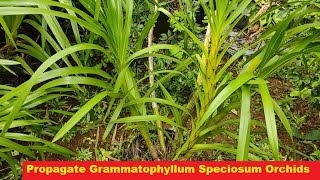 How To Propagate Grammatophyllum Speciosum Orchids  Largest Orchid In The World  Plants Lover [upl. by Charyl]