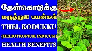 தேள்கொடுக்கு மூலிகை மருத்துவ பயன்கள்  Thel Kodukku Benefits in Tamil  Thanithuvamm [upl. by Anaeda]