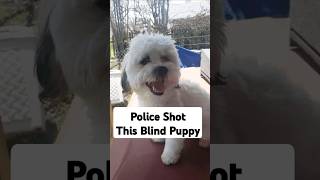 Are the police allowed to shoot your dog [upl. by Gabriell]