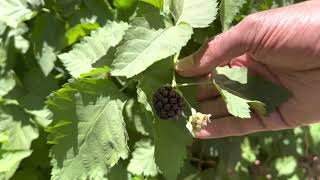 Growing Boysenberry in Arizona [upl. by Araf]