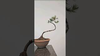 Starting a literati pine bonsai from scratch🌲 bonsai fyp howto tutorial diy easy slender [upl. by Justina640]