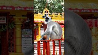 ಜಪಾಲಿ ತೀರ್ಥo tirumala tirupathi yvexplorer ytshorts hanumantemple mystery adventure forest [upl. by Hammer977]