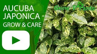 Aucuba japonica  grow amp care [upl. by Doss291]