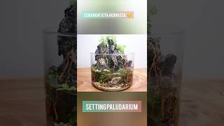 SETTING PALUDARIUM WATERFALL PLANTS AQUATIK paludarium aquascaping plants [upl. by Guise]