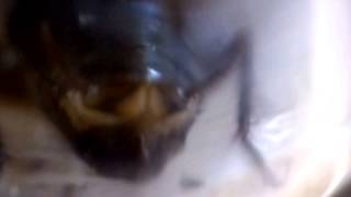 Japanese Cockroach Females Genitalia ヤマトゴキブリ♀：産卵の兆候？ [upl. by Lahcim]