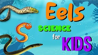 Eels  Science for Kids [upl. by Yenot]