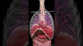 How Your Body Moves Inside From Heartbeats to Digestion medical anatomy science [upl. by Yecaw]