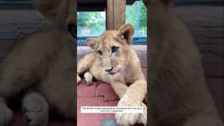 The forest ranger adopted an orphaned lion cub and then this happened animalshorts [upl. by Libby546]