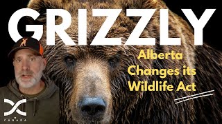 Albertas New Approach to Grizzly Bear Management [upl. by Rocco]