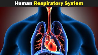 The Human Respiratory System UrduHindi [upl. by Boot]