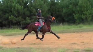 Standardbred Race Horses Under Saddle in Queen City Texas [upl. by Leimaj]