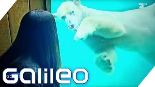 Einfach tierisch Zu Besuch im Zoohotel  Galileo  ProSieben [upl. by Serra]