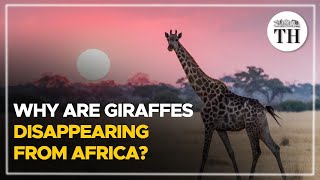 Why are giraffes disappearing from Africa  The Hindu [upl. by Woodhouse769]