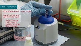 How to Invitrogen ViewRNA Tissue Fluorescence Assay Protocol [upl. by Esimaj60]