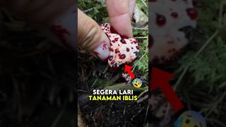 Segera Lari Jika Bertemu Tanaman Ini😰shorts plants farming trending viral [upl. by Bohannon]