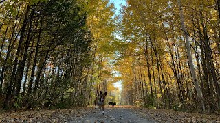 Bonus Content  off leash walks [upl. by Deadman]