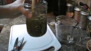 How to make a Black Willow Tincture for headaches and pain [upl. by Emirej]