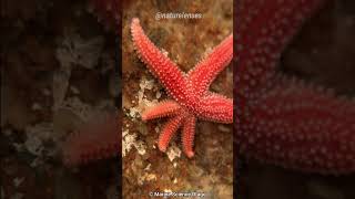 Starfish  The Cute But Bizarre Ocean Creature [upl. by Marina]