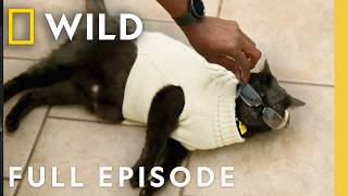 A Wolf and the Bear Full Episode  Critter Fixers Country Vets  Nat Geo Wild [upl. by Katie]