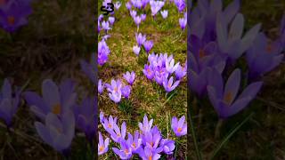 Saffron Flower 🌺 Facts In Hindi  facts shortsvideo  Ayan Facts 28 [upl. by Monda]