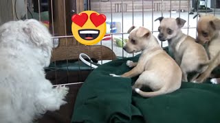 Cuccioli di Chihuahua spaventati dallabbaiare del cane  cani che abbaiano in HD [upl. by Jakob138]