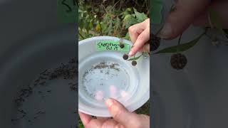 How to harvest Sneezeweed Helenium autumnale [upl. by Fording]